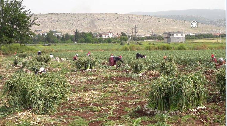 Saç dökülmesini önlüyor kabızlığı bitiriyor. Beyaz altının hasadı başladı kilosu 20 TL 22